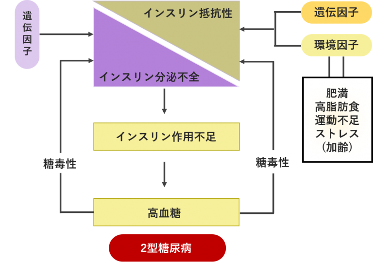 2型糖尿病の原因